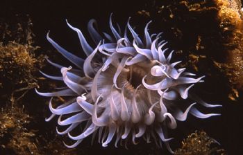 Anemone (Actinothoe sphyrodeta) taken in Baleal, Portugal... by Joao Pedro Tojal Loia Soares Silva 